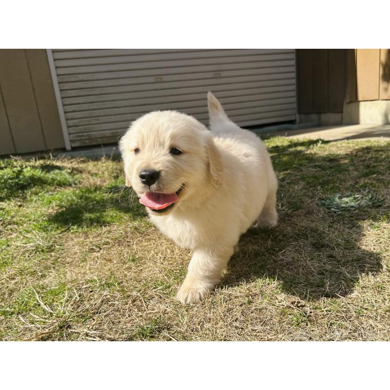 商談中の千葉県のゴールデンレトリーバー-440022の6枚目