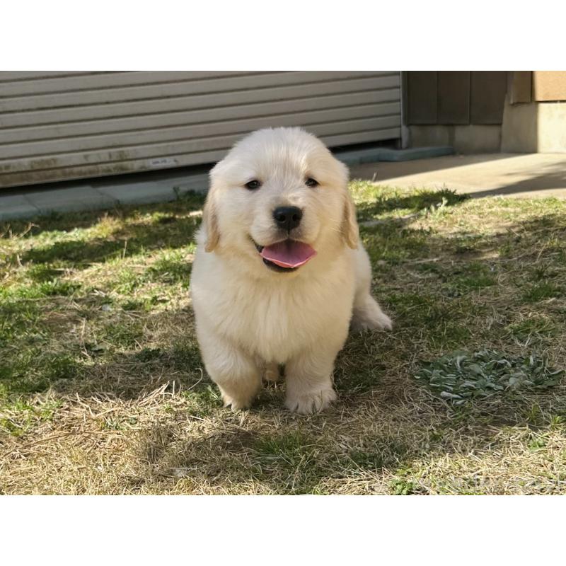 商談中の千葉県のゴールデンレトリーバー-440022の5枚目