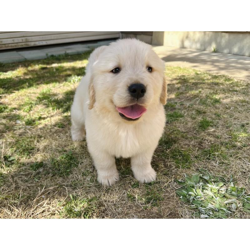 商談中の千葉県のゴールデンレトリーバー-440022の4枚目