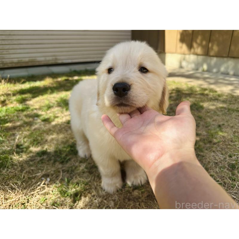 商談中の千葉県のゴールデンレトリーバー-440022の3枚目