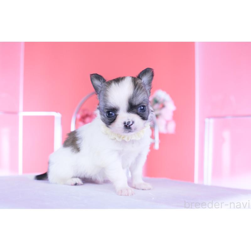 販売中の愛知県のチワワ(ロングコート)-448003の10枚目