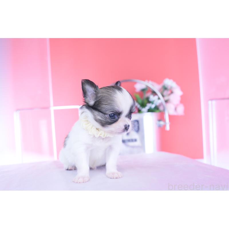 販売中の愛知県のチワワ(ロングコート)-448003の8枚目