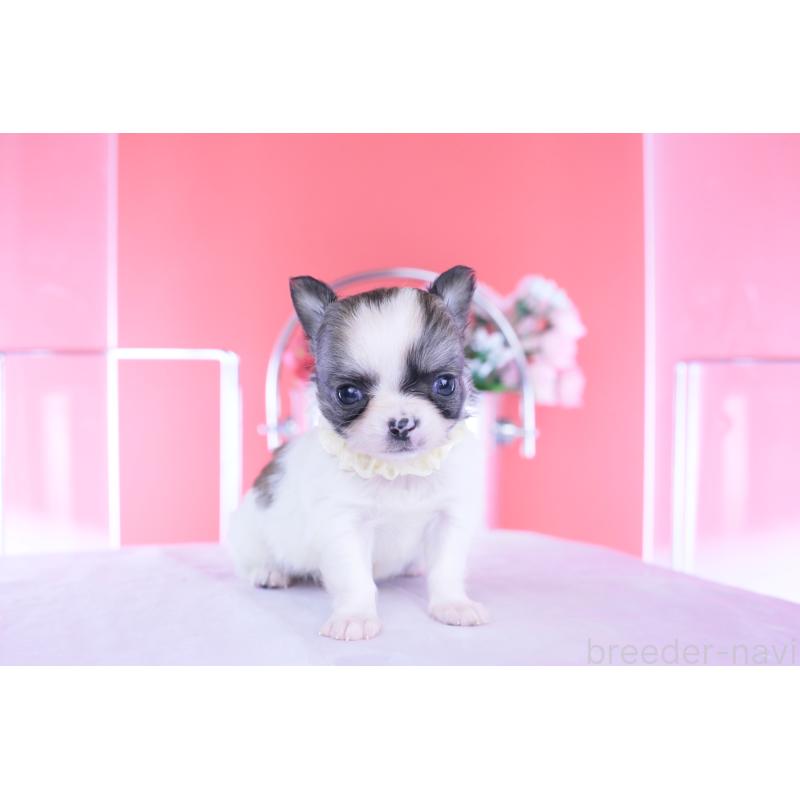 販売中の愛知県のチワワ(ロングコート)-448003の7枚目