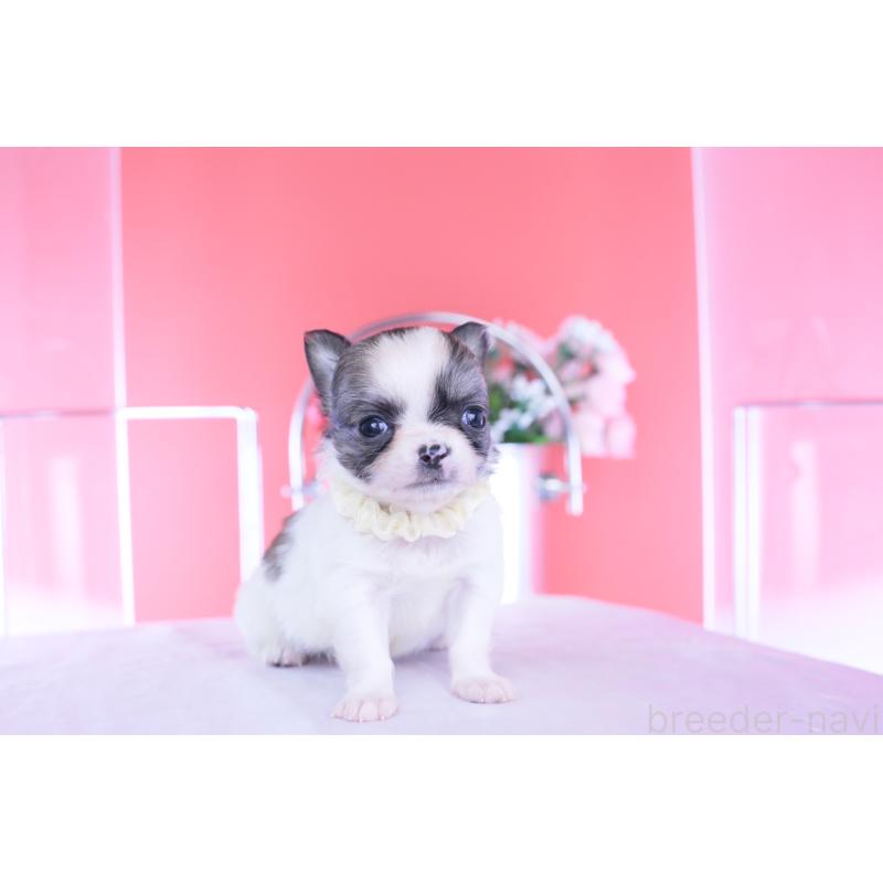 販売中の愛知県のチワワ(ロングコート)-448003の6枚目