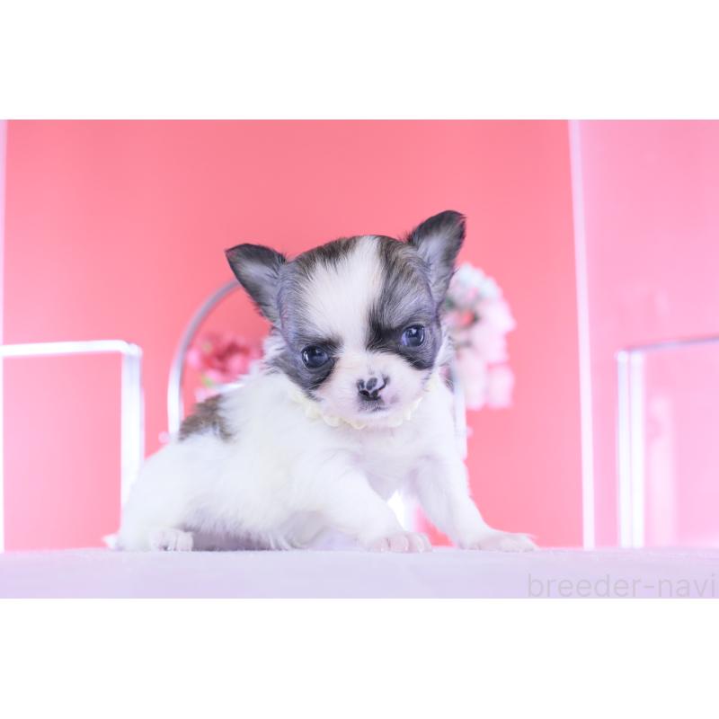 販売中の愛知県のチワワ(ロングコート)-448003の4枚目