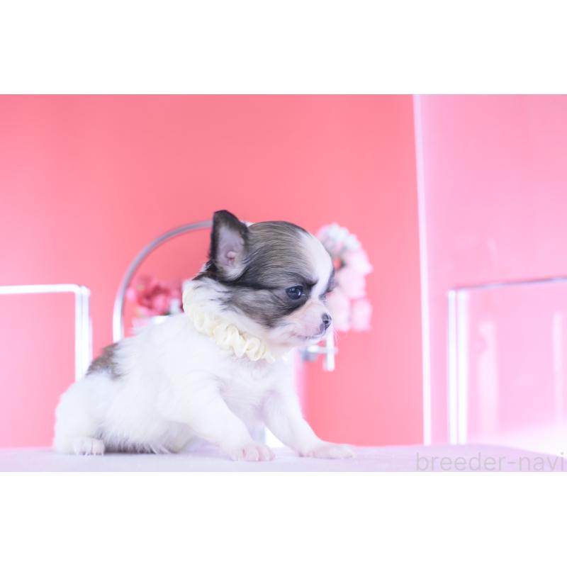 販売中の愛知県のチワワ(ロングコート)-448003の3枚目