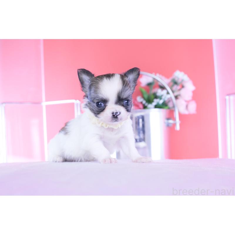 販売中の愛知県のチワワ(ロングコート)-448003の2枚目