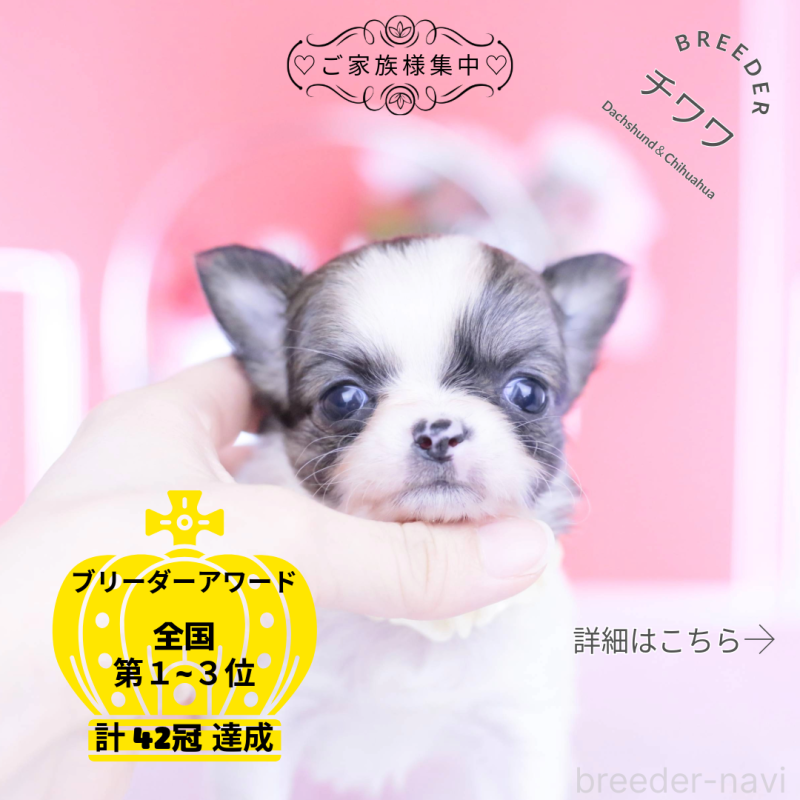 販売中の愛知県のチワワ(ロングコート)-448003