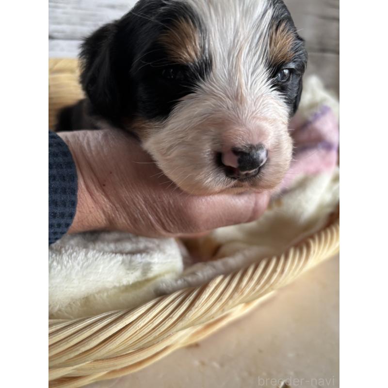 販売中の静岡県のバーニーズマウンテンドッグ-448005の8枚目