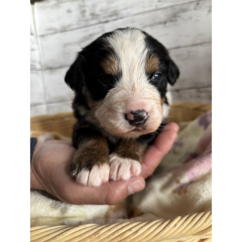 販売中の静岡県のバーニーズマウンテンドッグ-448005の5枚目