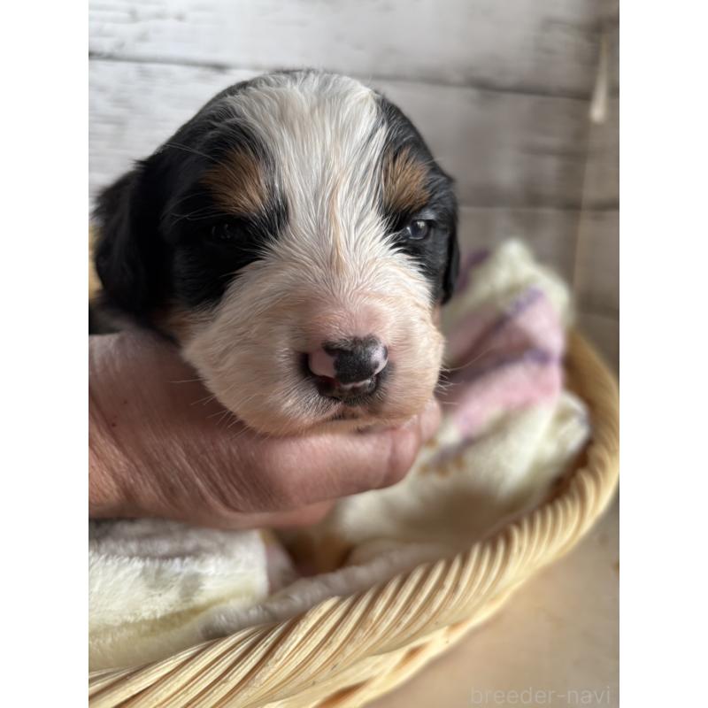 販売中の静岡県のバーニーズマウンテンドッグ-448005の3枚目