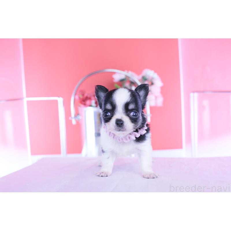 販売中の愛知県のチワワ(ロングコート)-448006の13枚目