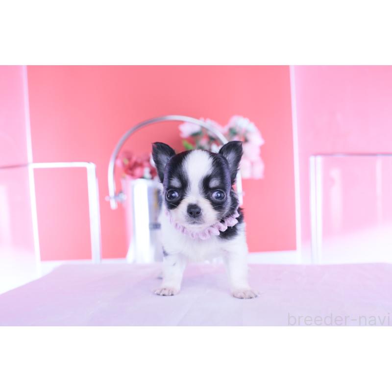 販売中の愛知県のチワワ(ロングコート)-448006の12枚目