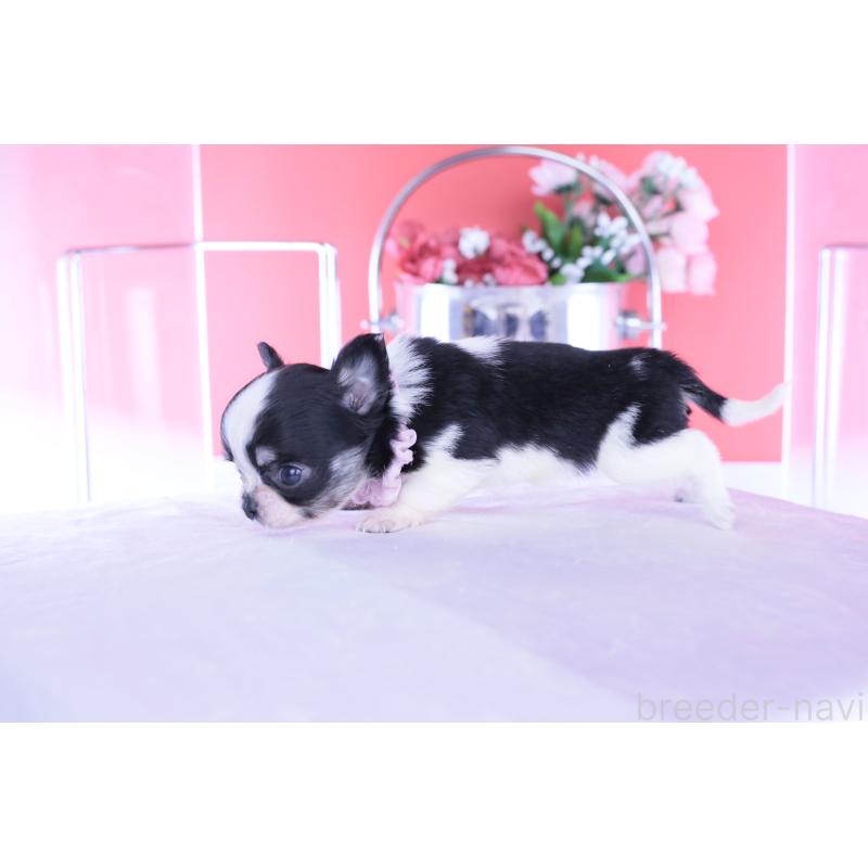 販売中の愛知県のチワワ(ロングコート)-448006の11枚目