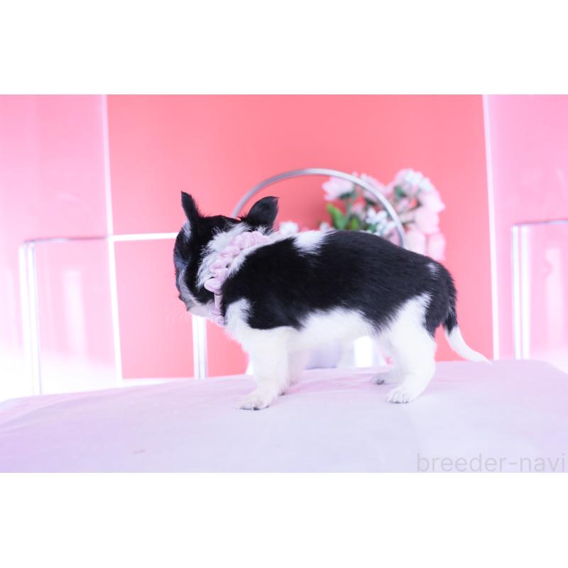 販売中の愛知県のチワワ(ロングコート)-448006の9枚目