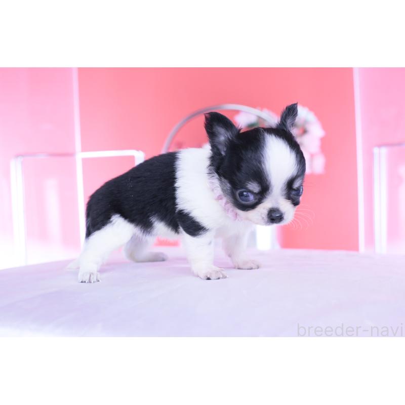 販売中の愛知県のチワワ(ロングコート)-448006の8枚目