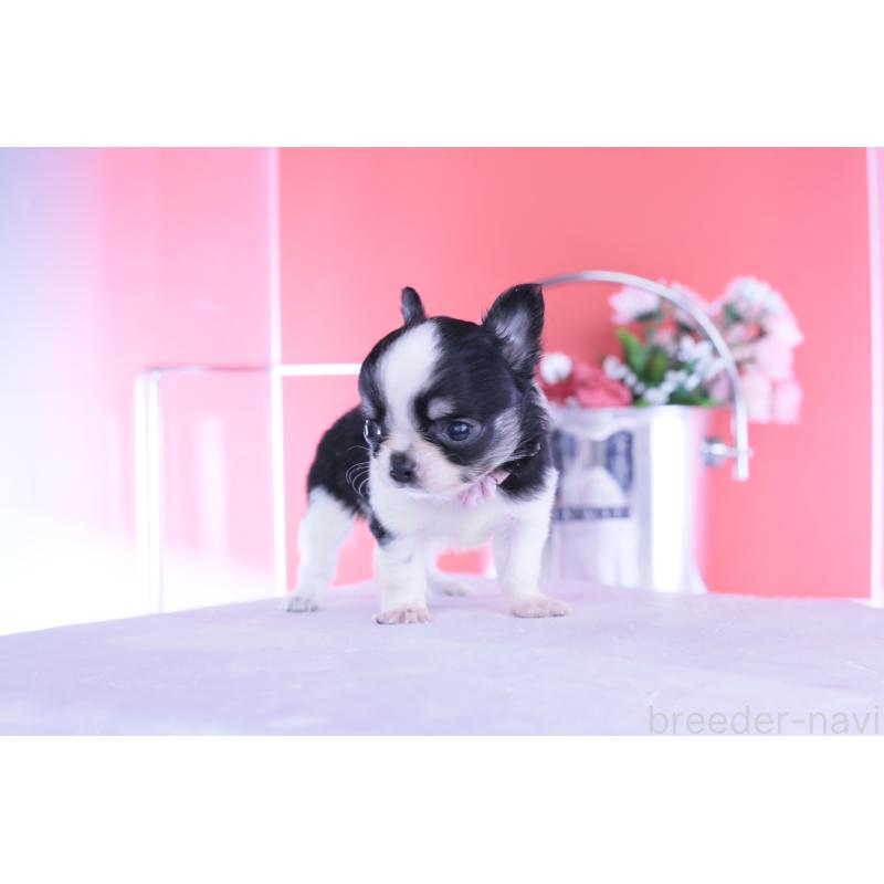 販売中の愛知県のチワワ(ロングコート)-448006の7枚目