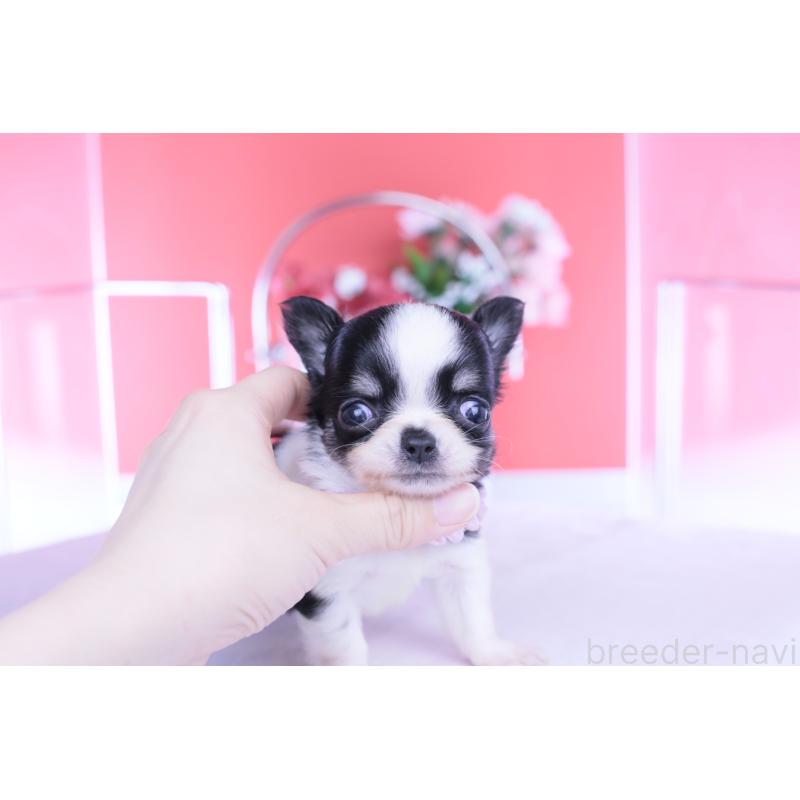 販売中の愛知県のチワワ(ロングコート)-448006の2枚目