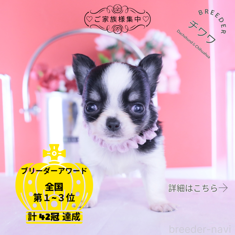 販売中の愛知県のチワワ(ロングコート)-448006