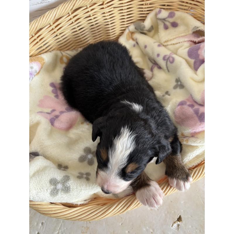 販売中の静岡県のバーニーズマウンテンドッグ-448007の10枚目