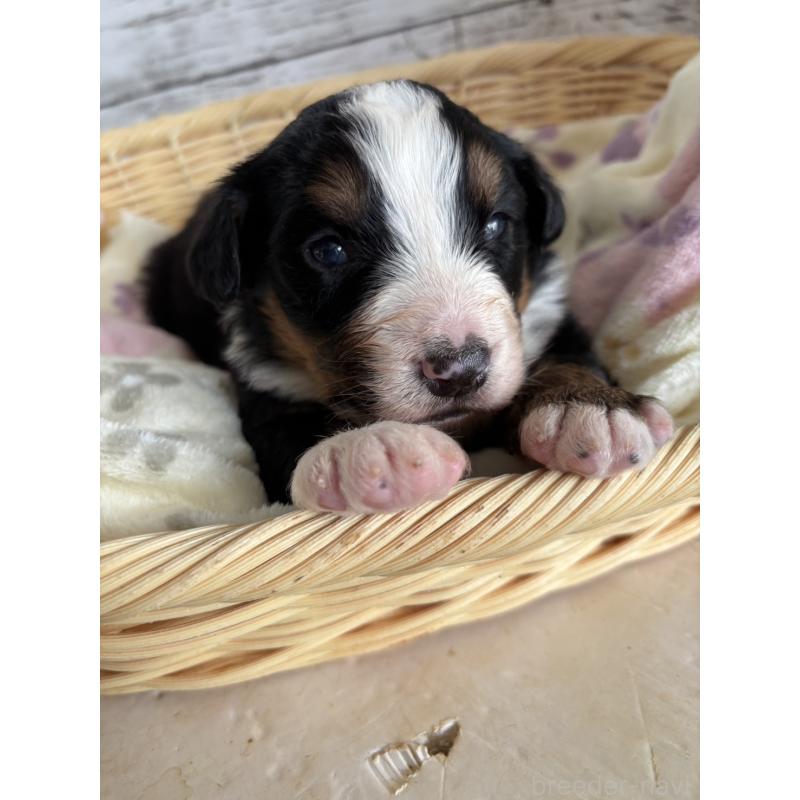 販売中の静岡県のバーニーズマウンテンドッグ-448007の9枚目