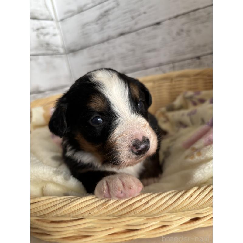 販売中の静岡県のバーニーズマウンテンドッグ-448007の8枚目