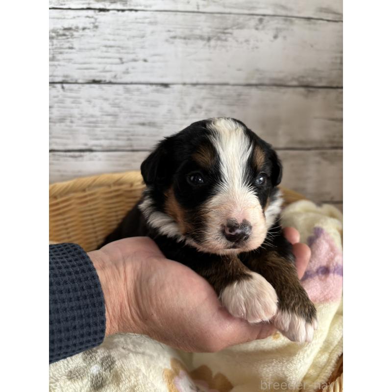 販売中の静岡県のバーニーズマウンテンドッグ-448007の6枚目