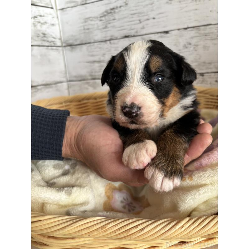 販売中の静岡県のバーニーズマウンテンドッグ-448007の5枚目