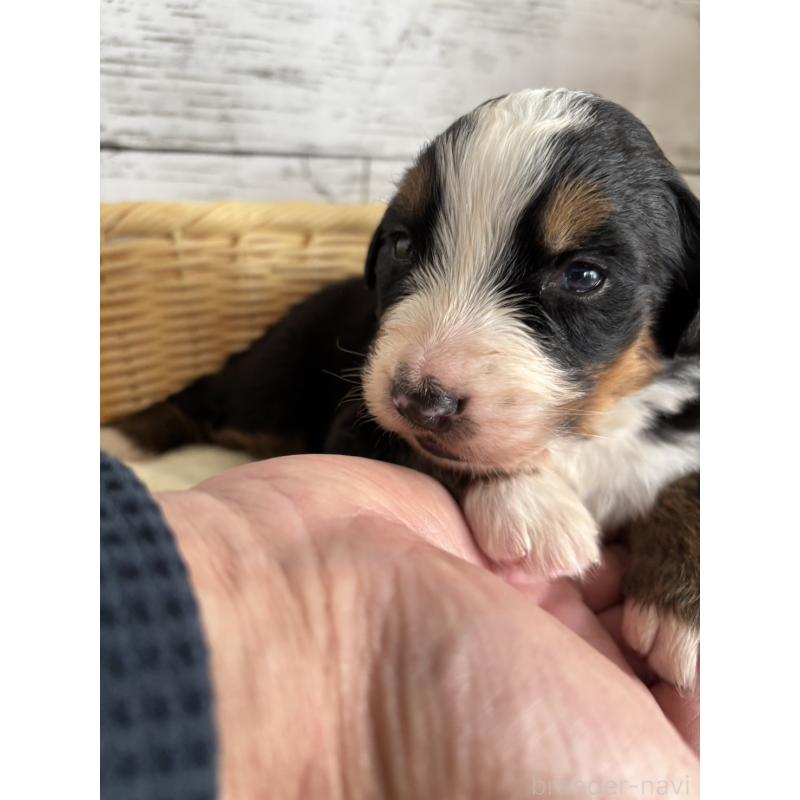 販売中の静岡県のバーニーズマウンテンドッグ-448007の4枚目