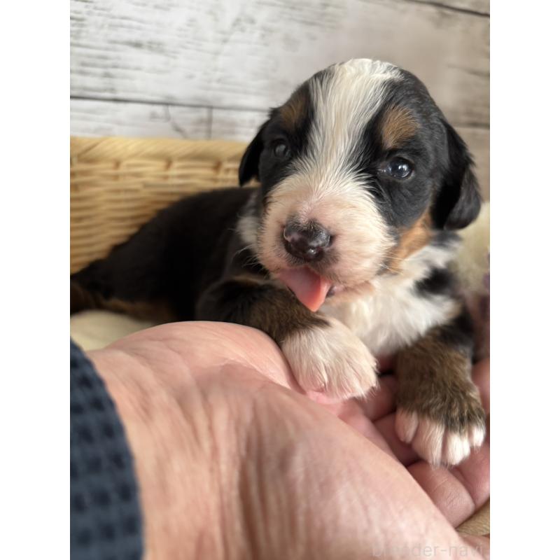 販売中の静岡県のバーニーズマウンテンドッグ-448007の2枚目