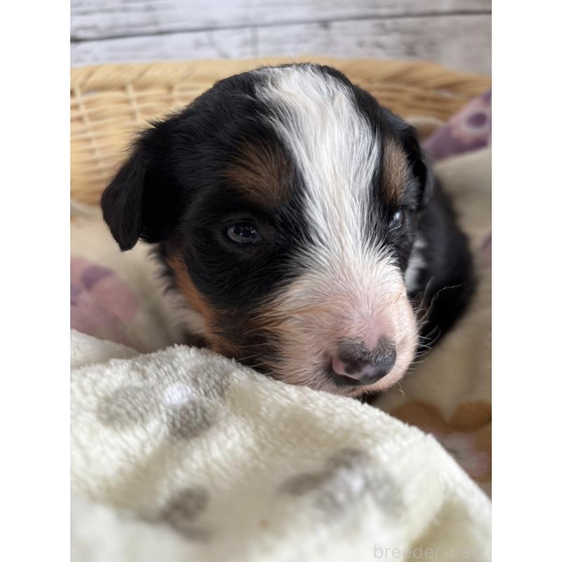 販売中の静岡県のバーニーズマウンテンドッグ-448007の3枚目