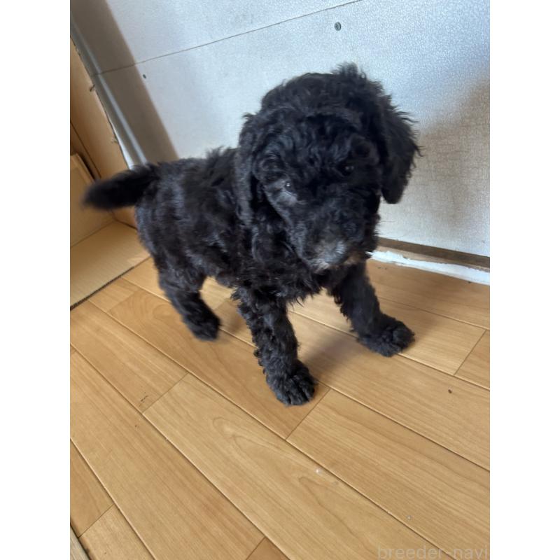 販売中の愛知県のスタンダードプードル-448008の3枚目