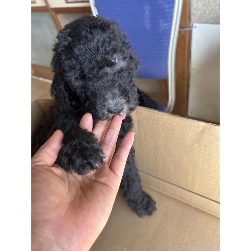販売中の愛知県のスタンダードプードル-448008の2枚目