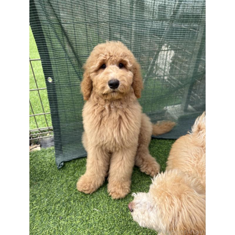 販売中の茨城県のスタンダードプードル-448009の7枚目