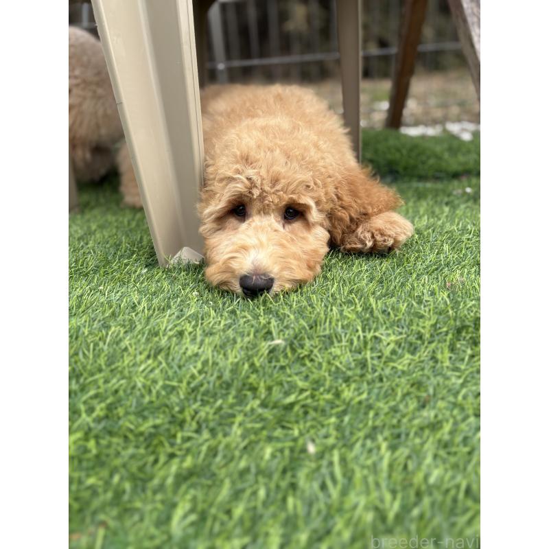 販売中の茨城県のスタンダードプードル-448009の6枚目