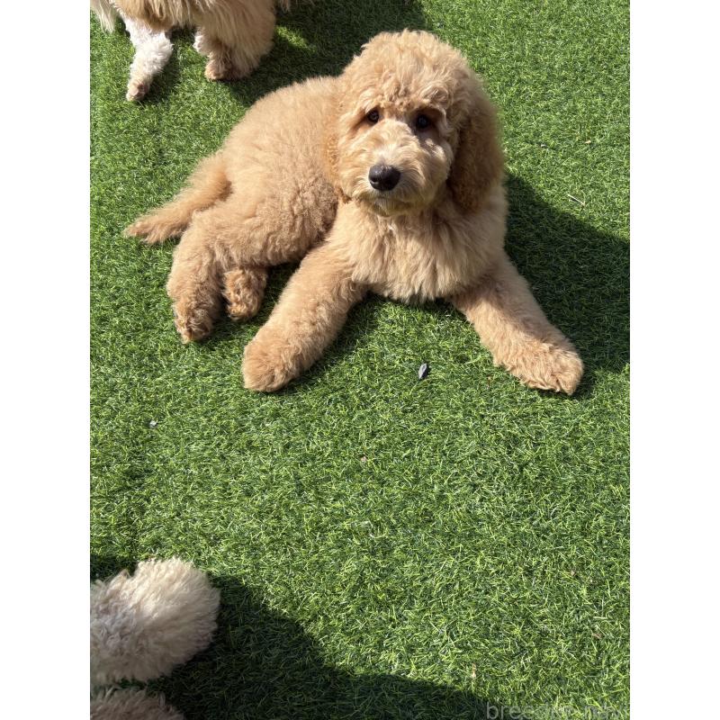 販売中の茨城県のスタンダードプードル-448009の5枚目