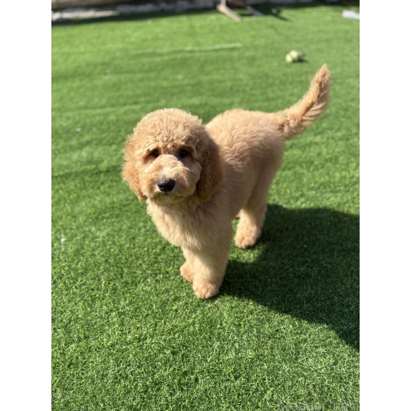 販売中の茨城県のスタンダードプードル-448009の4枚目