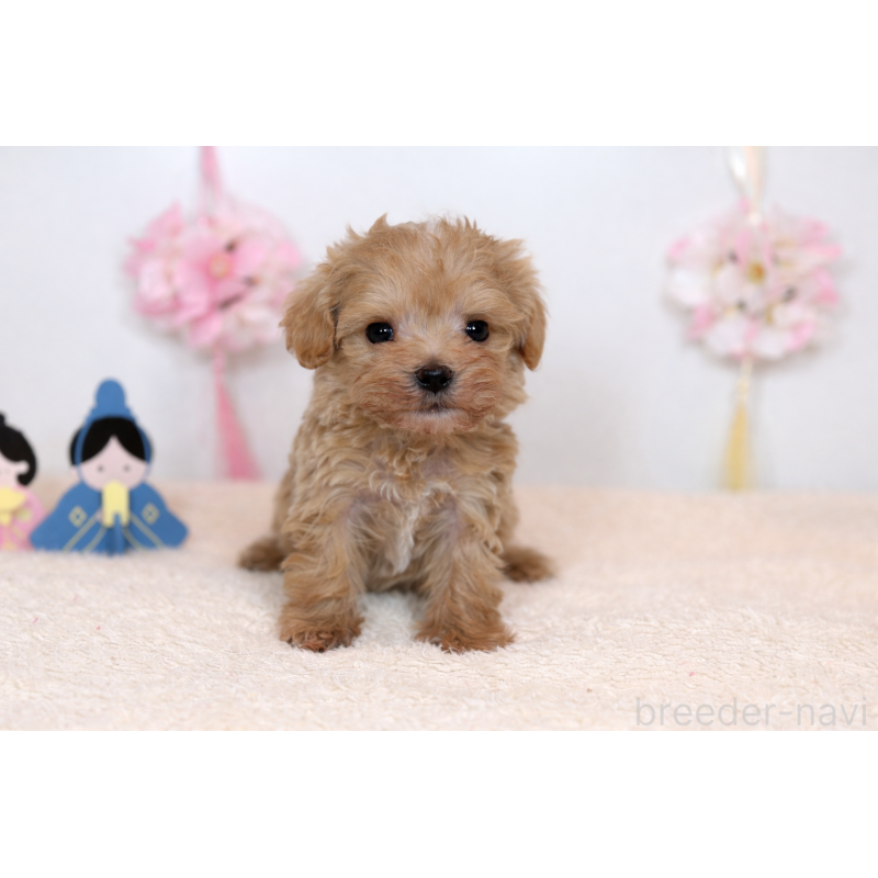 販売中の山口県のマルプー:マルチーズ×トイプードル-448012の3枚目