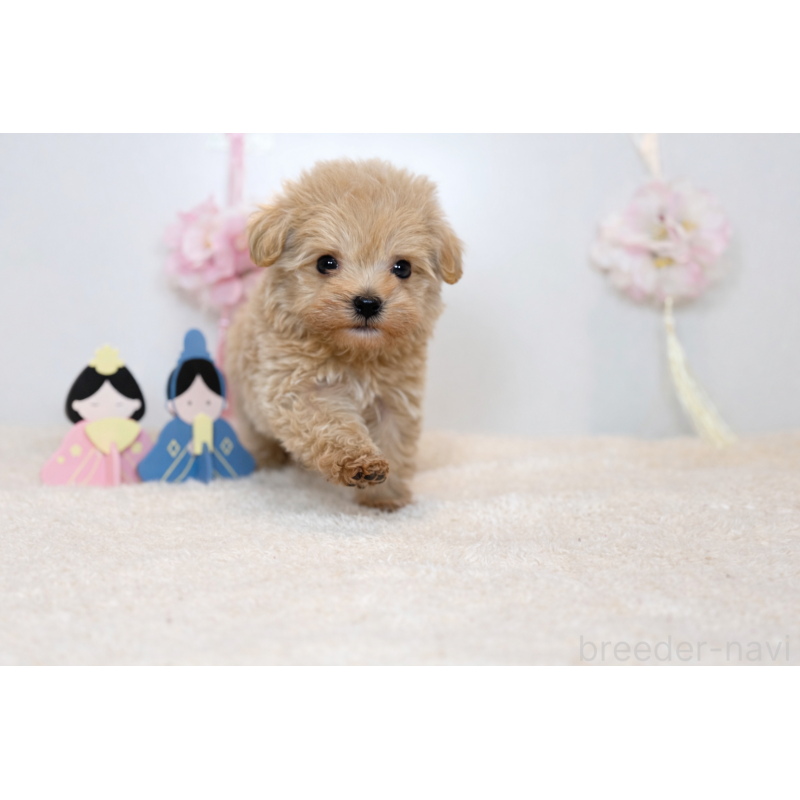 販売中の広島県のマルプー:マルチーズ×トイプードル-448013の3枚目