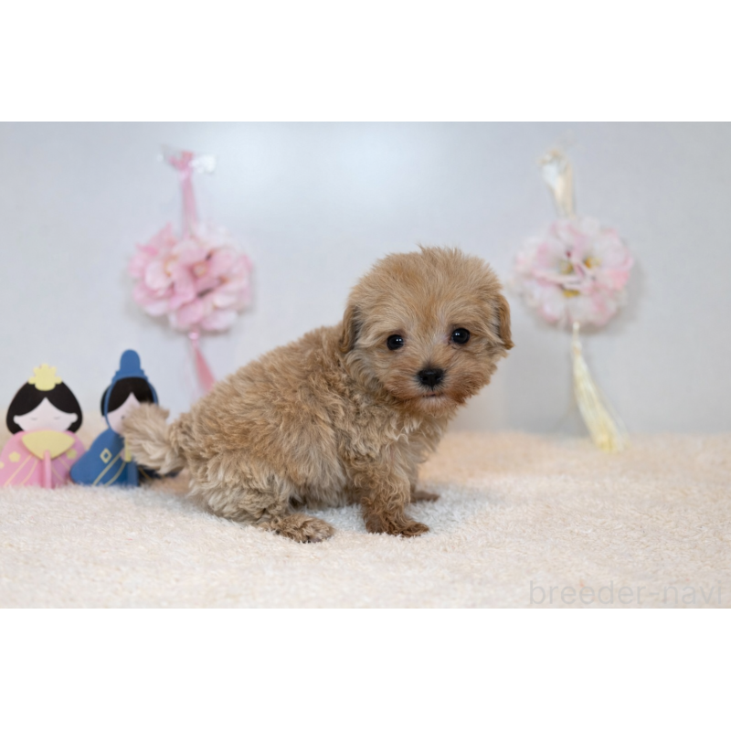 販売中の広島県のマルプー:マルチーズ×トイプードル-448013の2枚目