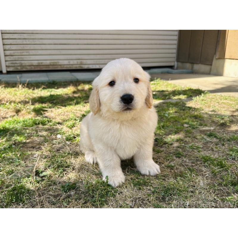 販売中の千葉県のゴールデンレトリーバー-440023の9枚目