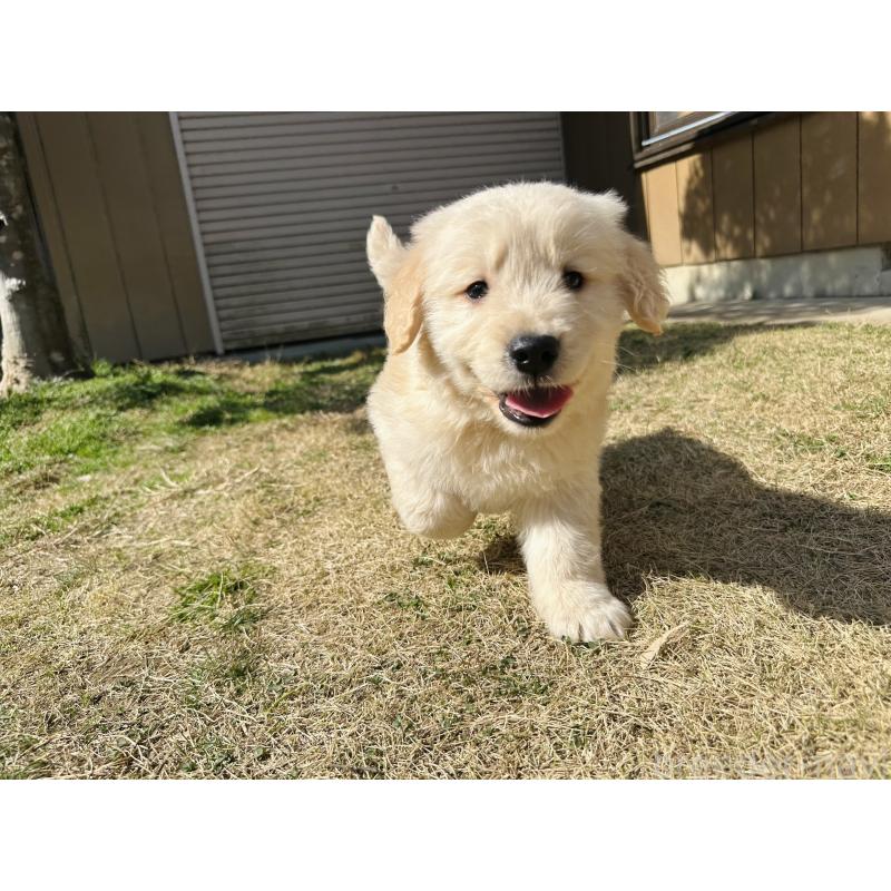販売中の千葉県のゴールデンレトリーバー-440023の8枚目