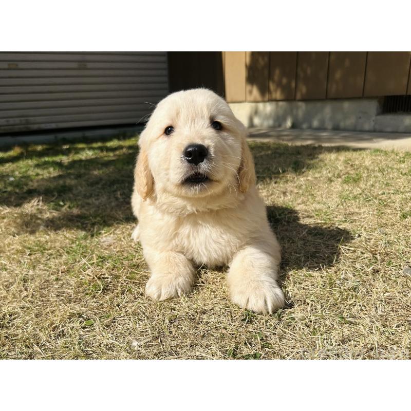 販売中の千葉県のゴールデンレトリーバー-440023の7枚目