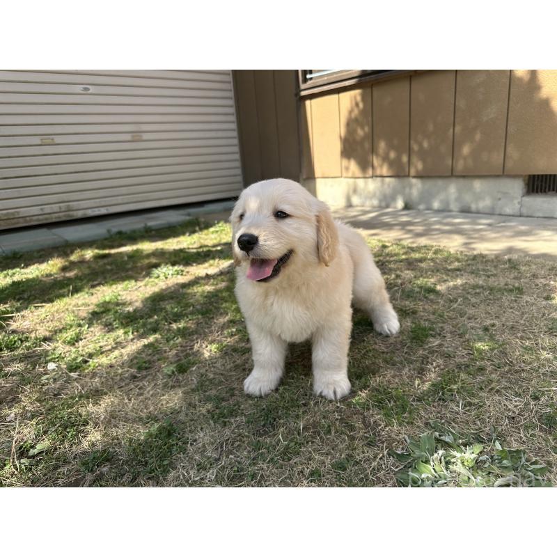 販売中の千葉県のゴールデンレトリーバー-440023の6枚目
