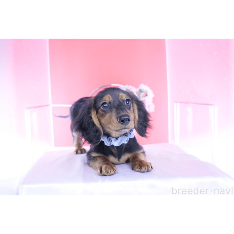 販売中の愛知県のミニチュアダックスフンド(ロングヘアード)-430869の12枚目