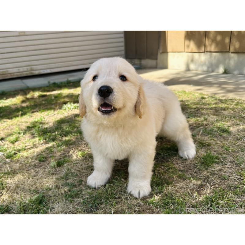 販売中の千葉県のゴールデンレトリーバー-440023の4枚目