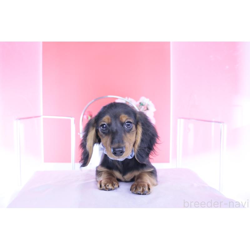 販売中の愛知県のミニチュアダックスフンド(ロングヘアード)-430869の11枚目