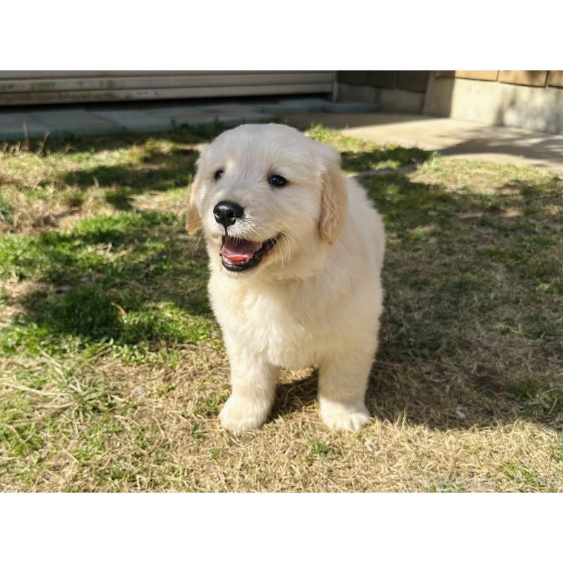 販売中の千葉県のゴールデンレトリーバー-440023の3枚目