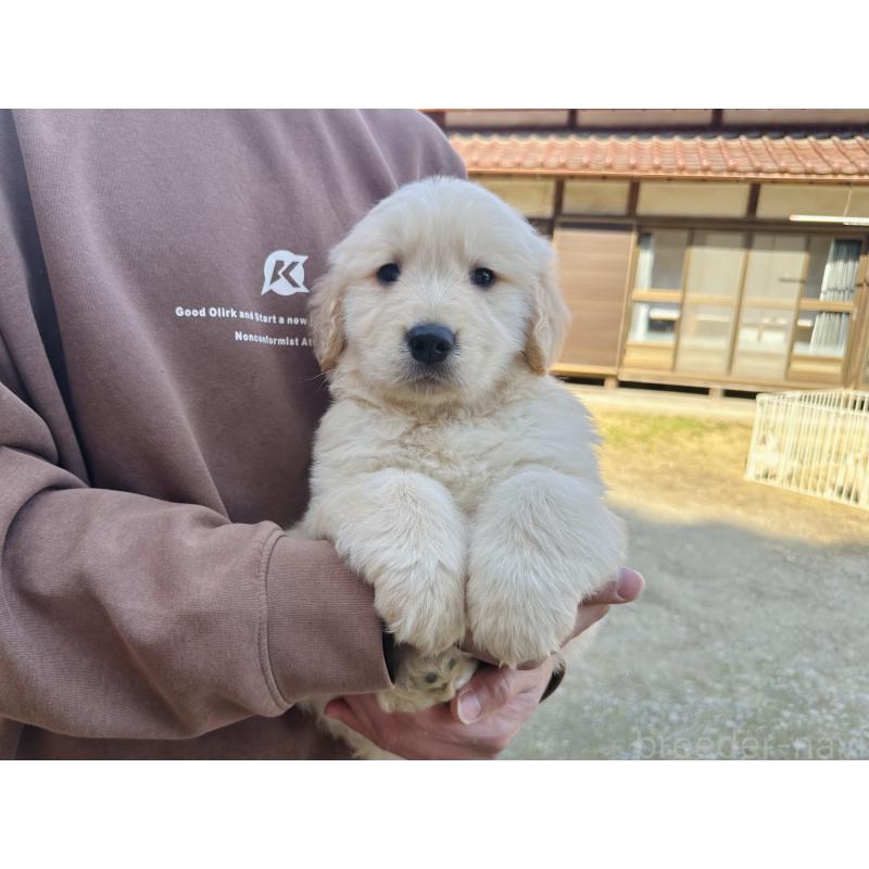 販売中の千葉県のゴールデンレトリーバー-440023の2枚目