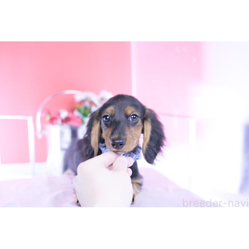販売中の愛知県のミニチュアダックスフンド(ロングヘアード)-430869の8枚目